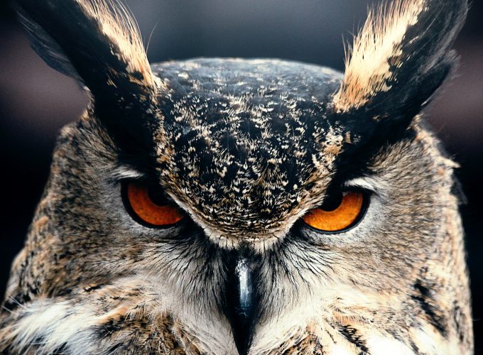 Wallpaper Owl, 4k, HD wallpaper, Eyes, wild, nature, gray, Animals 6675910295